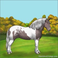 Horse Color:Chocolate Silver Black Chinchilla Tobiano Appaloosa 