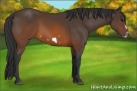 Horse Color:Brown Splash Frame 