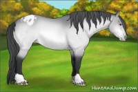 Horse Color:Brown Chinchilla Appaloosa 