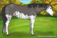 Horse Color:Grullo Sabino Splash  and Grullo Sabino Splash 