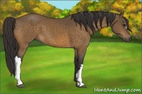 Horse Color:Buckskin 