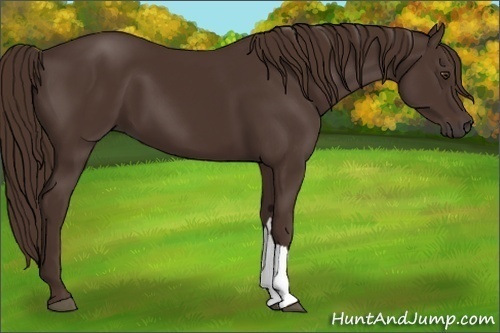 Horse Color:Liver Chestnut 