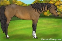 Horse Color:Buckskin 