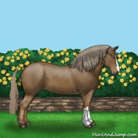 Horse Color:Chocolate Palomino 