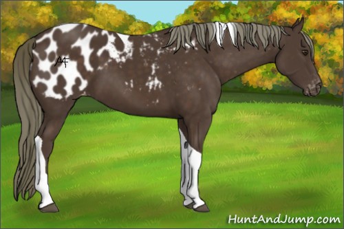 Horse Color:Liver Chestnut Tobiano Appaloosa 