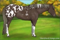 Horse Color:Liver Chestnut Tobiano Appaloosa 
