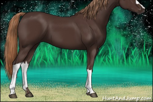 Horse Color:Liver Chestnut 
