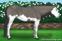 Horse Color:Grullo Sabino Splash  and Grullo Sabino Splash 