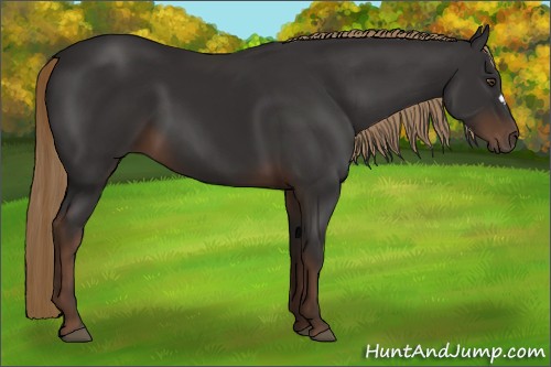 Horse Color:Liver Chestnut