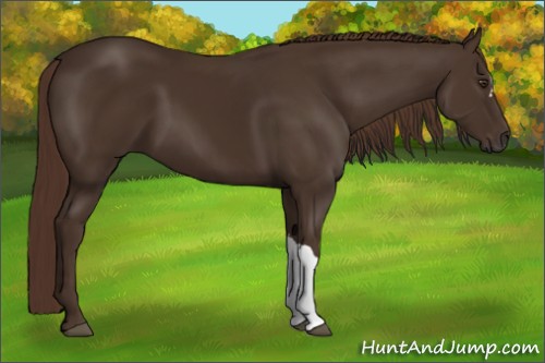 Horse Color:Liver Chestnut 