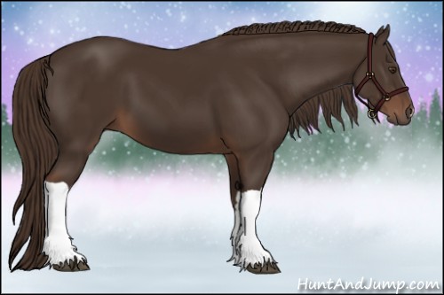 Horse Color:Liver Chestnut 