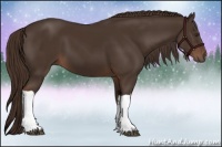 Horse Color:Liver Chestnut