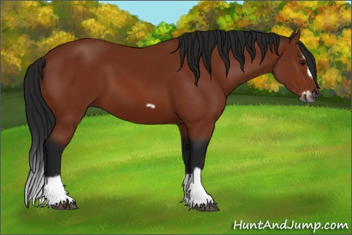 Horse Color:Gray Bay Splash Frame 