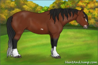 Horse Color:Gray Bay Splash Frame
