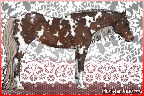 Horse Color:White Spotted Silver Brown Appaloosa 