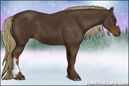 Horse Color:Liver Chestnut