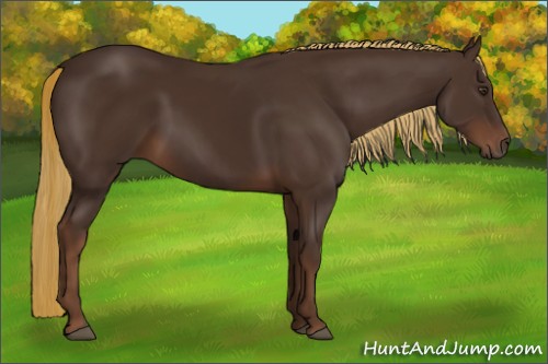Horse Color:Liver Chestnut 