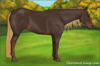 Horse Color:Liver Chestnut