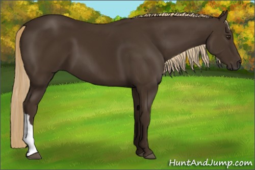 Horse Color:Liver Chestnut 