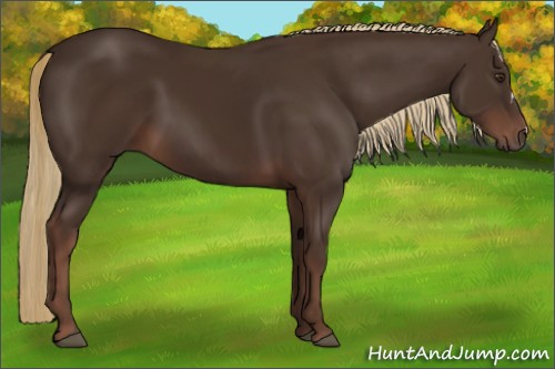 Horse Color:Liver Chestnut 
