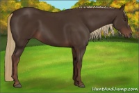 Horse Color:Liver Chestnut
