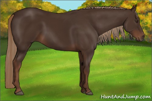 Horse Color:Liver Chestnut