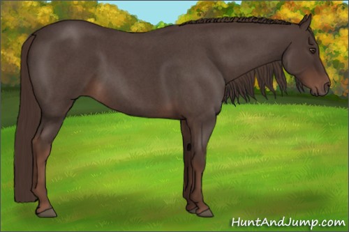 Horse Color:Liver Red Roan 