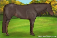 Horse Color:Liver Red Roan