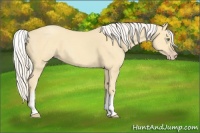 Horse Color:White Spotted Gold Cream Champagne 