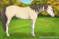 Horse Color:Amber Cream Champagne Sabino 