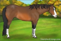 Horse Color:Bay Splash 