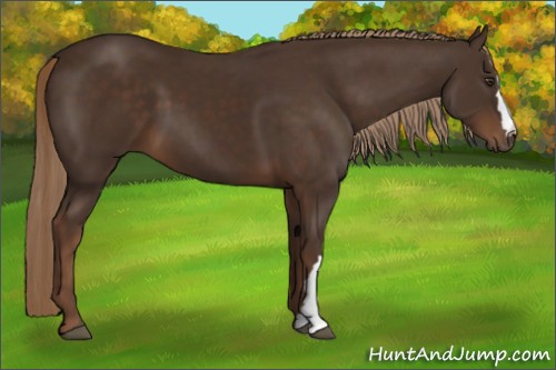 Horse Color:Liver Chestnut 