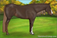 Horse Color:Liver Chestnut 