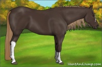 Horse Color:Liver Chestnut 