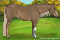 Horse Color:Chocolate Palomino 