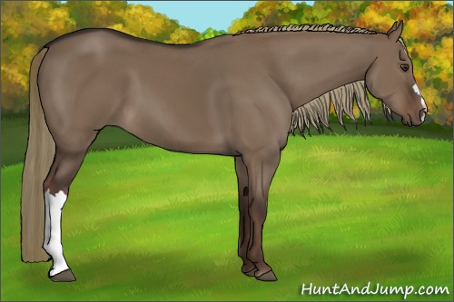 Horse Color:Liver Red Dun 