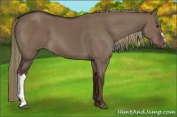 Horse Color:Liver Red Dun
