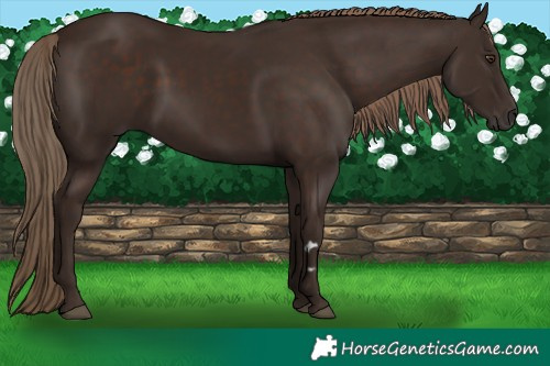 Horse Color:Liver Chestnut 