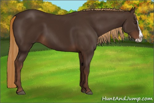 Horse Color:Liver Chestnut Splash