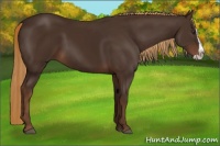 Horse Color:Liver Chestnut Splash 