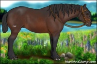Horse Color:Brown 