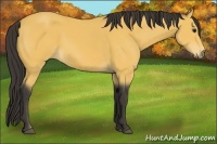 Horse Color:Buckskin 