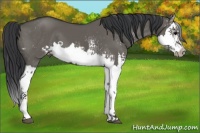 Horse Color:Grullo Sabino Splash  and White Spotted Grullo Sabino Splash 