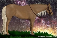 Horse Color:Chocolate Palomino 