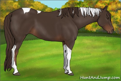 Horse Color:Liver Chestnut Tobiano