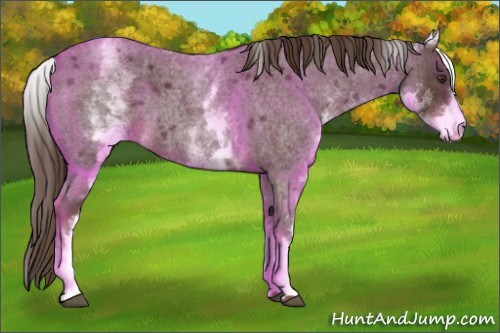 Horse Color:White Spotted Liver Red Roan 