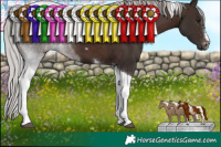Horse Color:Silver Brown Mushroom Tobiano