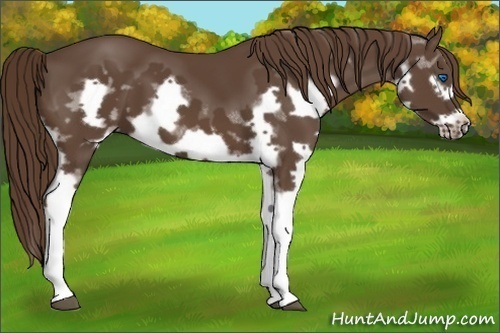 Horse Color:Liver Chestnut Splash Frame 