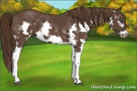 Horse Color:Liver Chestnut Splash Frame 