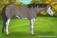 Horse Color:Grullo Sabino Splash  and Grullo Sabino Splash 